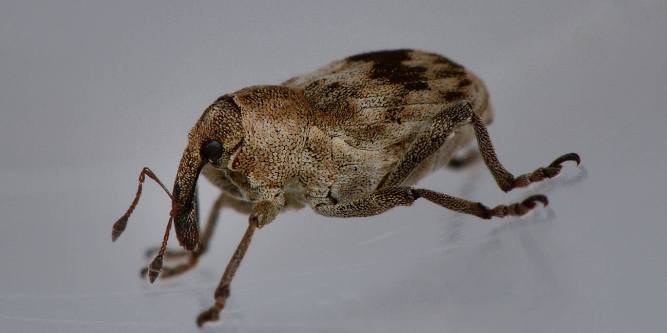 Tapeinotus sellatus - Curculionidae